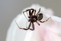 Un mle (Araneae - Thomisidae - Xysticus sp.)